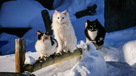 Animals___Cats_Three_cat_on_a_wooden_fence_095819_.jpg