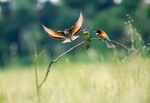 landscape-nature-birds-bee-eaters-wallpaper-preview.jpg