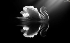 17-172853_white-black-swans-bird-data-src-widescreen-swan.jpg