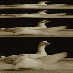 Show-duck-dancing-attb-giphy-1-2.gif