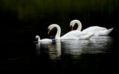 swans-water-swim-reflection-wallpaper.jpg