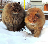 siberian-farm-cats-alla-lebedeva-19-5a3380e806dc9__880.jpg