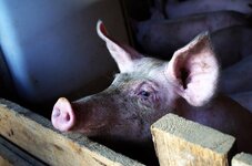 pig-stall-livestock-animal-dirty-pink-piglet-pig-breeding-breeding.jpg