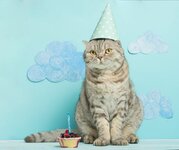 cat-birthday-cake-ideas-f.jpg
