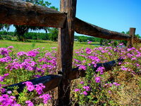 HD-wallpaper-floral-fence-pretty-fence-lovely-grass-beautiful-sky-freshness-floral-nice-summer...jpg