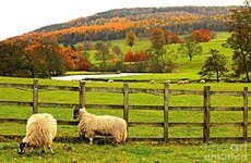 sheep-by-a-wooden-fence-omran-husain.jpg