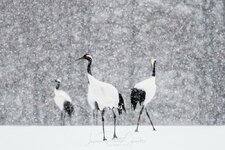 japanphotoguide-red-crowned-cranes_0046.jpg