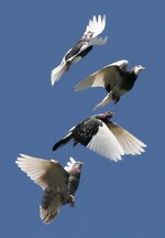 Domestic_Pigeon_Flock.jpg