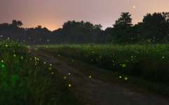 firefly-meadow.png