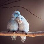 pacific-parrotlets-bird-photography-rupa-sutton-18.jpg