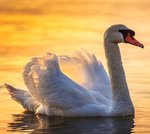 beautiful-swan-presilla-hadzhieva.jpg
