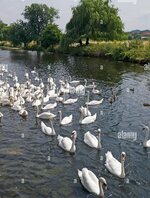 swans-on-the-river-nene-at-the-embankment-wellingborough-northamptonshire-AD3WDF.jpg