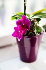 blossom-plant-flower-purple-petal-pink-flora-orchid-violet-flowerpot-floristry-macro-photograp...jpg