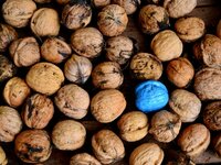 wood-food-produce-blue-coconut-nuts-turquoise-diversity-hazelnut-nuts-seeds-625788.jpg