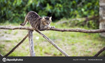 depositphotos_167461430-stock-photo-a-cat-on-a-fence.jpg