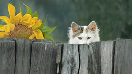 Cats_Fence_Wooden_528266_2560x1440.jpg