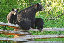 29188538_web1_220519-MRN-NC-bears-attractants-pic_1-640x435.jpg