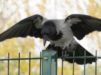 crow-raven-raven-bird-feather-flying-nature-animal-world-carrion-crow-scavengers.jpg