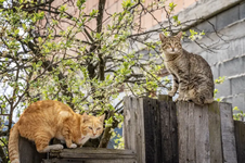 two-cute-beautiful-cats-gray-red-sitting-fence-rural-area-279027648.png