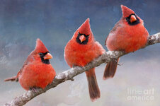 fluffy-cardinal-trio-bonnie-barry.jpg