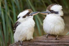 kookaburra-birds.png