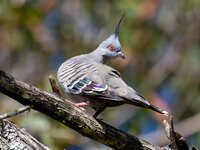 a-punk-looking-crested-pigeon-northern-nsw-yesterday-v0-3kg89m4sevha1 (1).jpg
