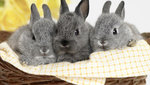 rabbit-wallpaper-1366x768-1.jpg