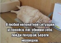 коть.jpg