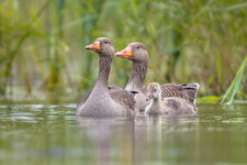 greylag-goose-family-Z65MSDG.jpg