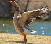 goose-pic-1000x860-c50855e.png