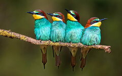 HD-wallpaper-golden-bee-eater-macro-four-birds-exotic-birds-wildlife-birds-on-branch.jpg