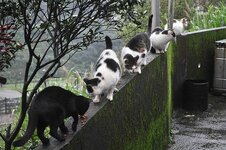 326748,xcitefun-cat-village-6.jpg