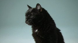 black-cat-33 (1) (1).gif