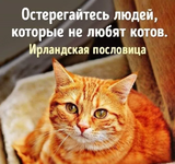 кот.png