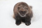 depositphotos_126738968-stock-photo-wolverine-animal-in-the-snow.jpg