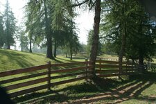 forest-pasture-fence-wallpaper.jpg