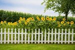 depositphotos_1092696-stock-photo-sunflower-fence.jpg