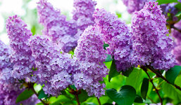 Lilac_Closeup_Violet_483051.jpg