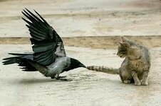 ворона тянет кота за хвост.jpg