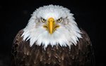 Eagles_Birds_Bald_Eagle_Black_background_570580_300x187.jpg