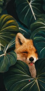 Fox🦊🐞 _ Cute animals images, Animals images, Animal wallpaper.jpeg