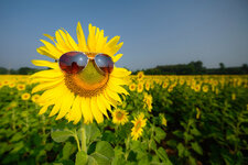 Creative_Sunflowers_Glasses_550259_4000x2670.jpg