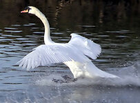 Mute.swan.touchdown.arp.jpg