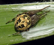 Larinioides_cornutus_2006-07-05.jpg