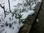 весна снег 1.jpg