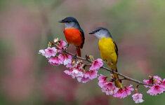 spring-birds-1332-x-850-wallpaper-9g9k5oxpd34z544q.jpg