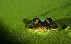 frog-floating-on-swamp-8u8n5c04v5d3qsbi.jpg