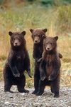 three-bear.jpeg