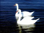 1369287246_beautiful_swans_17.jpg