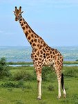 275px-Rothschild's_Giraffe_(Giraffa_camelopardalis_rothschildi)_male_(7068054987),_crop_&_edit.jpg